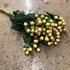 HYPERICUM CREME COCO GELATO 70 CM